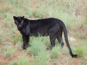 leopardo nero 2