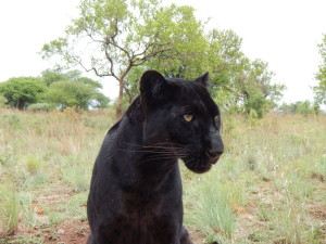 leopardo nero 4
