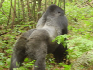 congo virunga gorilla 5