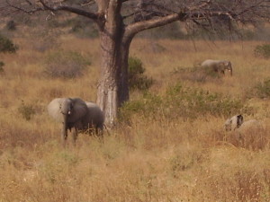 tanzania ruaha elephant