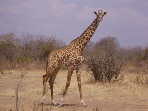 tanzania ruaha giraffa 3