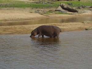 tanzania ruaha hippopotamus 1