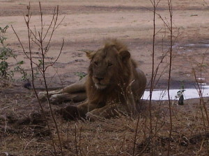 tanzania ruaha lion