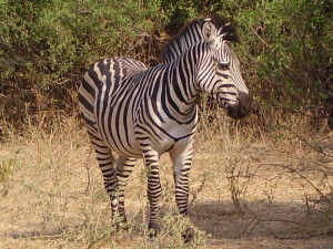 tanzania ruaha zebra 1