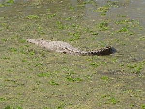 zambia south luangwa crocodile