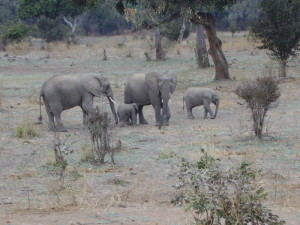 zambia south luangwa elephant 1