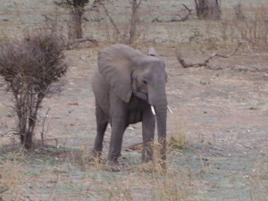 zambia south luangwa elephant 2
