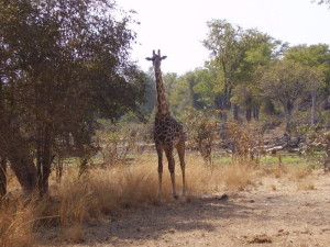 zambia south luangwa giraffa 1