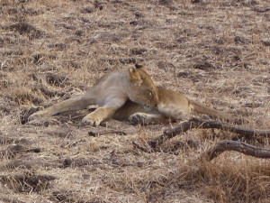 zambia south luangwa lion 2