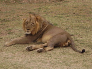 zambia south luangwa lion 5