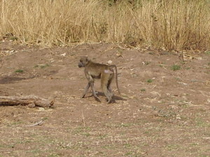 zambia south luangwa monkey