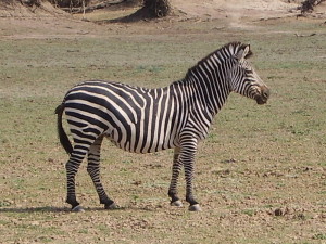 zambia south luangwa zebra 2