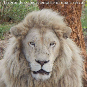 Un Mese tra i leoni, lavorando come volontario in una riserva