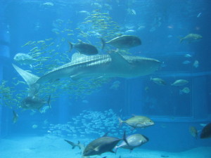 japan osaka aquarium whale shark