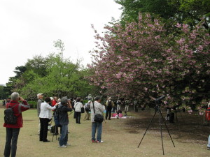japan tokyo garden cherry tree