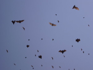 rwanda kivu lake bats