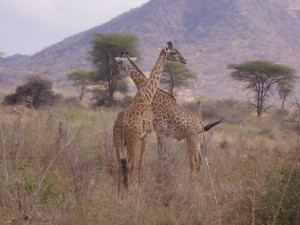 tanzania ruaha giraffa 1