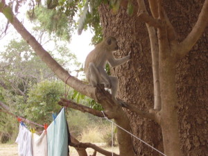 zambia-south luangwa camping monkey