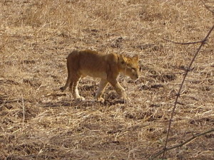 zambia south luangwa lion 1