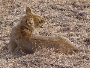 zambia south luangwa lion 4